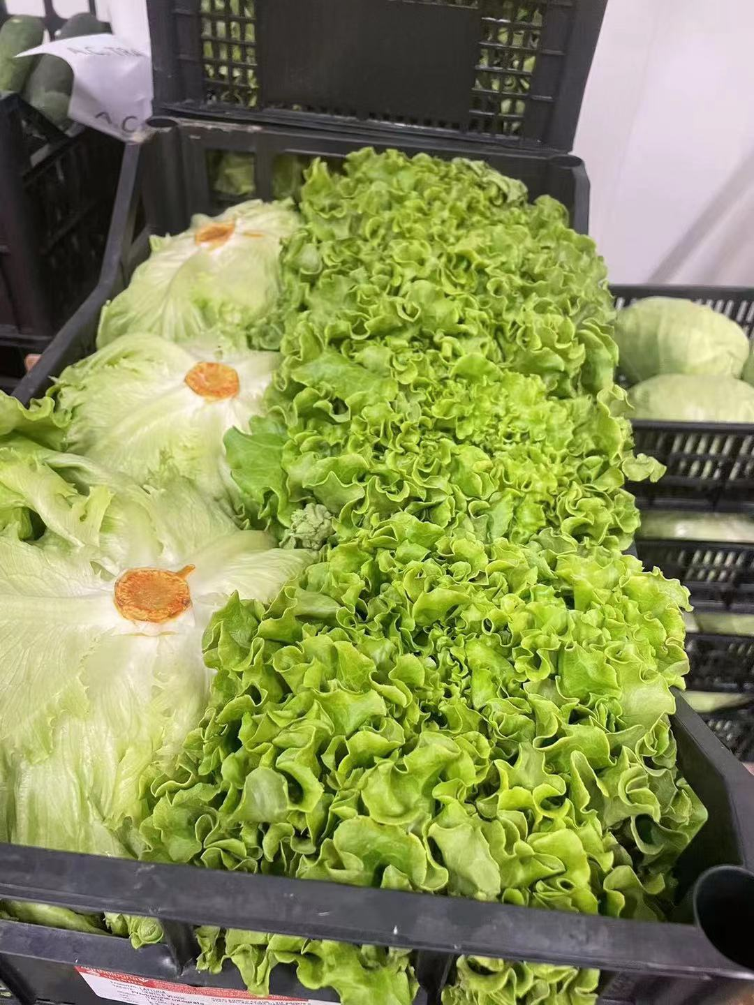 INSALATA GENTILE FRESCA 6PZ 沙拉菜